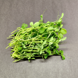 Pea Shoots