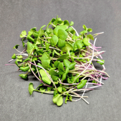 Radish