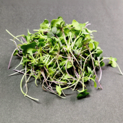 Salad Mix