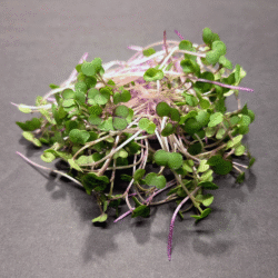 Kale