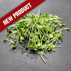 Arugula