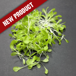 Leaf Lettuce